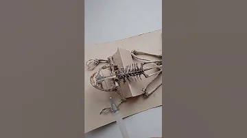 Скелет лягушки