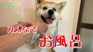ごん・みくファミリー　【みんなで お風呂】予告編　秋田犬【ごん・みく チャンネル】