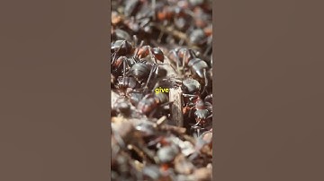 Unstoppable Perseverance: Life Lessons from Ants