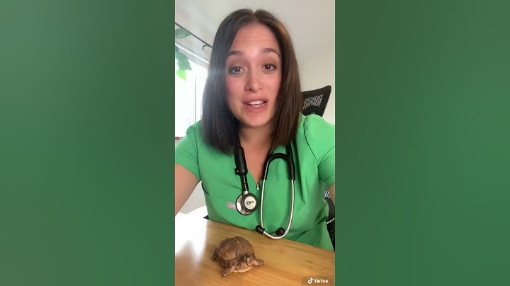 Veterinarian Explains Why You Should Never Capture Turtles From The Wild