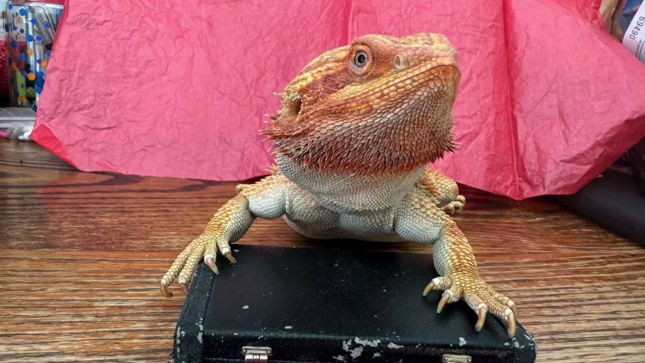 Bubbles The Bearded Dragon Finds Joy as He Escapes into Nature.