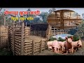 Pig Farming In Dimapur || 600 सुअर की अड्डी