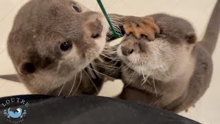 カワウソの双子をティースプーンでかき混ぜたらパワーアップした！？　When I stir twin otters with a teaspoon, one of them powers up！？