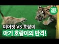 ‘호랑이는 호랑이’ 미어캣을 향한 아기 호랑이의 반격! I TV동물농장 (Animal Farm) | SBS Story