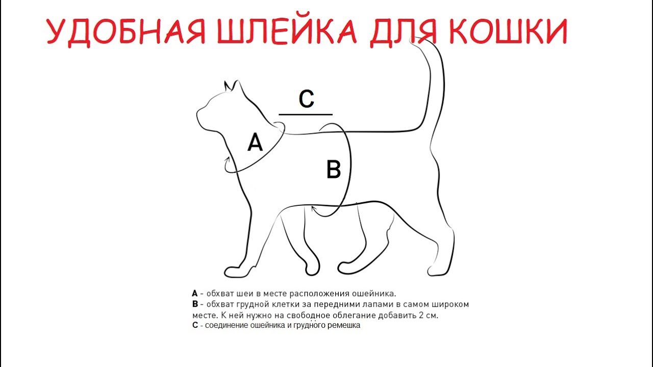 Шлейка для кошки: виды, тонкости выбора и правила приучения