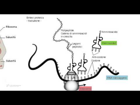 Tipi di RNA - Biologia per i test di ammissione