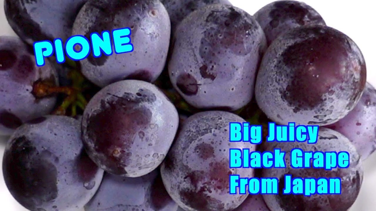 Pione - Big Juicy Premium Black Grape From Japan