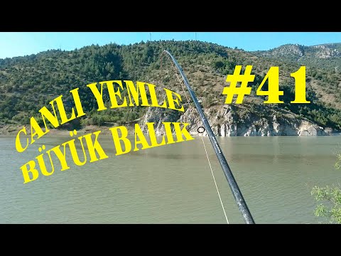 Canlı Yem ile Büyük BALIK AVI.SAZAN AVI.Dip Oltası ile.Canlı Balıkla.Catch Fish.Big Carp fishing #41