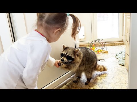 The Pikachu raccoon has occupied the kitchen and does not let Timofey in / Gora stole a chicken