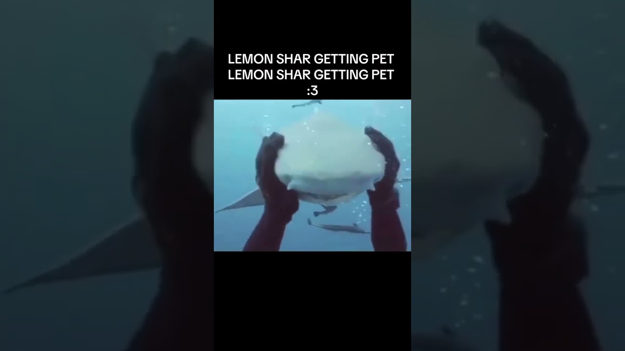 Lemon shark getting pets 😋