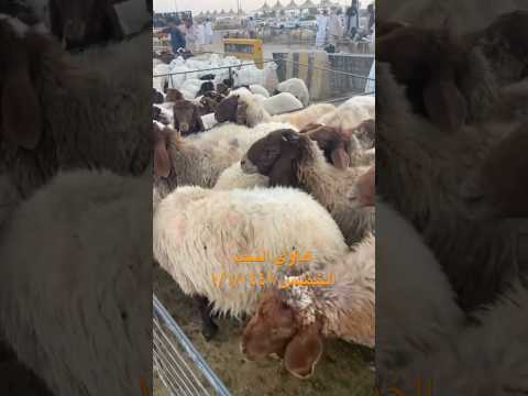 نعيم متابيع عيالها ذبايح عددها ٢٩ فيها متاويم وصل سومها عند الرقيبه