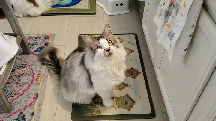 Video 11728451: maine coon cat, little furry