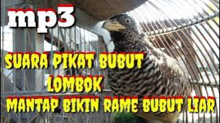 {¥.suara pikat bubut hutan liar.¥} suara bersih{ bikin bubut berbunyi ramai.}