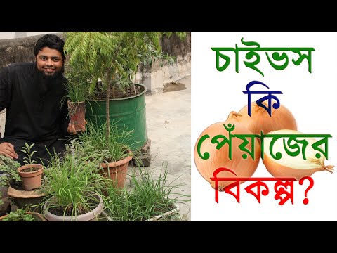 ভিডিও: চাইভস কি আপনার জন্য ভালো?