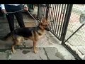 Shukla kennel top quality german shepherd female available for new  home 9981698535