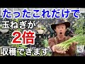 【やらないと損】玉ねぎを自宅で大量に作る方法教えます　　　【カーメン君】【園芸】【ガーデニング】【タマネギ】