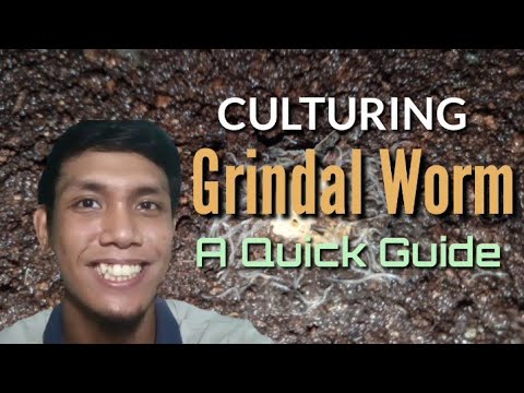 vlog #24 isdaan ni juan Grindal Worm A QUICK GUIDE - YouTube
