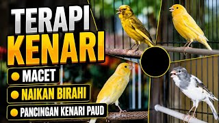 TERAPI KENARI MACET BUNYI || NAIKAN BIRAHI || PANCINGAN PAUD