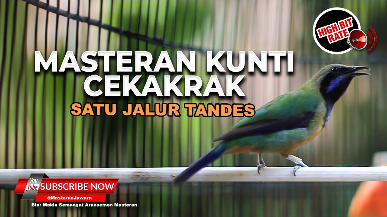 🔴Masteran Kunti Cekakrak Satu Jalur Materi Cucak Cungkok Gacor