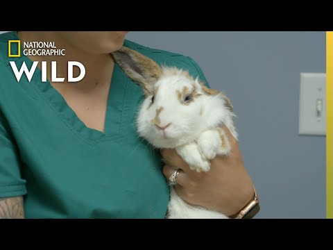 Itchy Bunny Ears | Critter Fixers: Country Vets