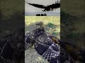 eagle is hunted big chicken short video.short video