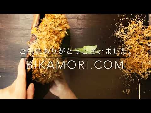 ビカクシダホーンズサプライズ p.Horne's Surprise板付けのご依頼