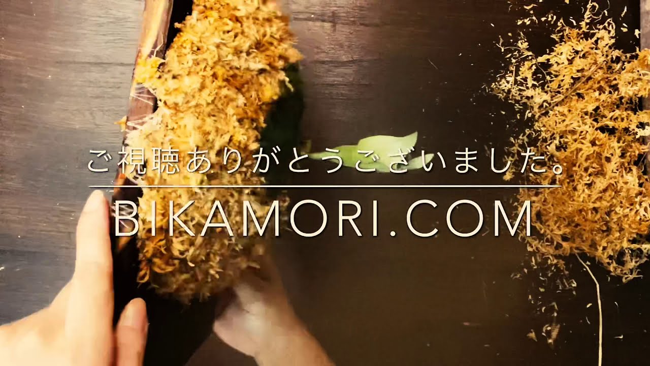 ビカクシダ☆P.Horne Surprise☆ホーンサプライズ☆板付