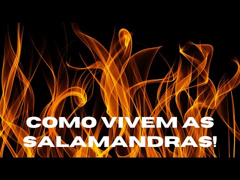 Vídeo: Onde as salamandras vivem no mundo?