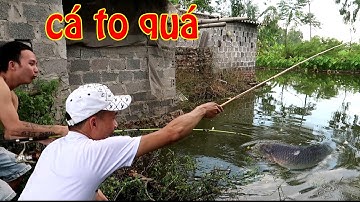 Đi câu trộm Cá ở Ao Cá lâu năm, giật toàn cá Khủng | Cá Mập TV