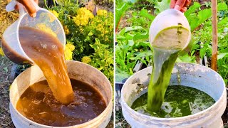 Zero-Cost "Magic" Liquid Makes Your Garden Explode with Growth!