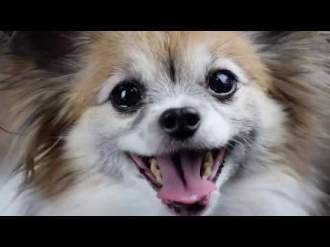 purina-beneful-dog-food-commercial