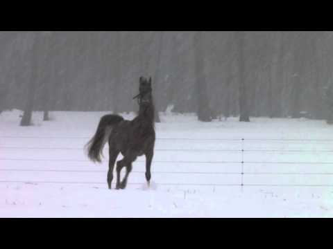 ♘-arabian-horses-having-fun-in-the-snow