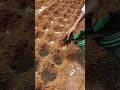 Planting Ginger
