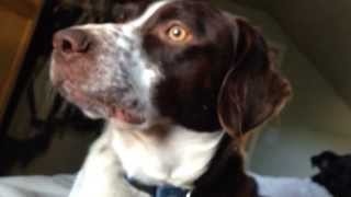 My mornings with my Springer Spaniel lab mix....