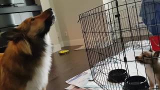 Puppy Learning to Howl. Sheltie Teaching Sheltie