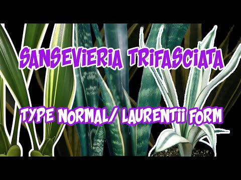 JENIS SANSEVIERIA TRIFASCIATA TYPE NORMAL/ VARIAN LAURENTII