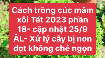 Cách trồng cúc mâm xôi Tết 2023 phần 18 - xử lý cây bị non đọt, không chẻ ngọn vô hạt được