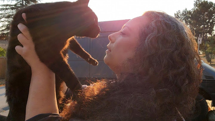 How My Cats Saved My Life