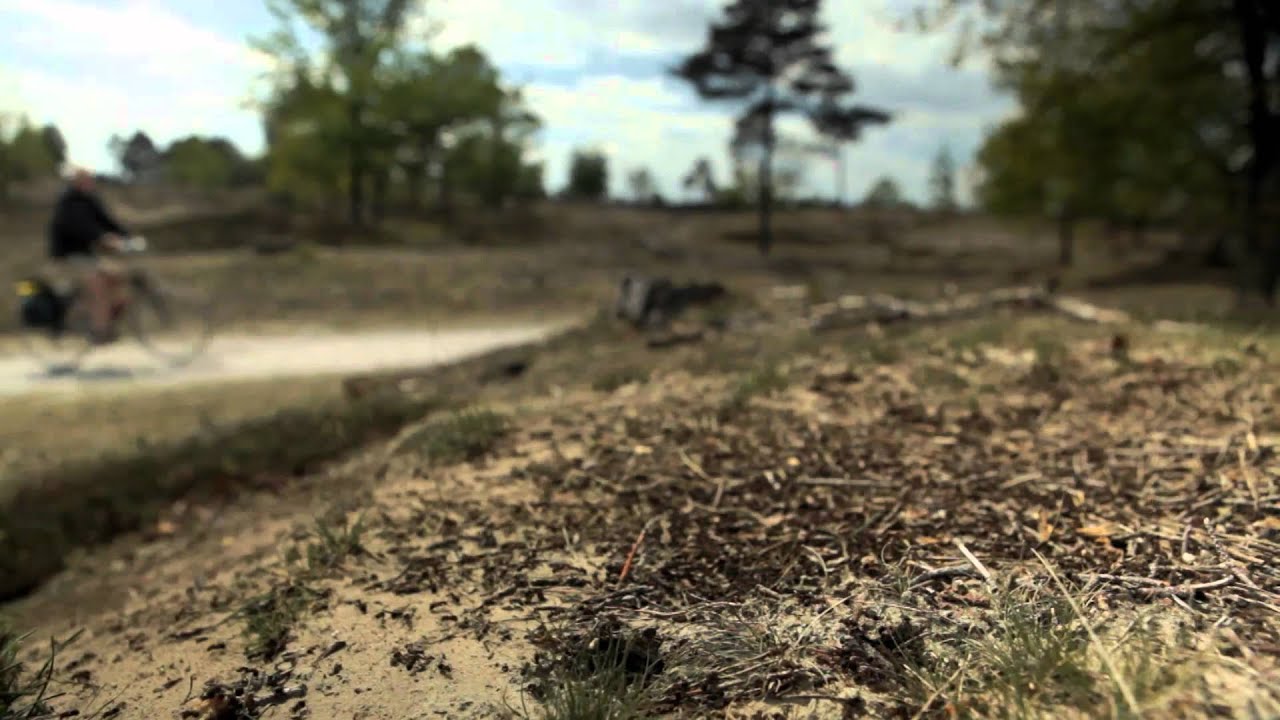Staatsbosbeheer - Drents Friese Wold