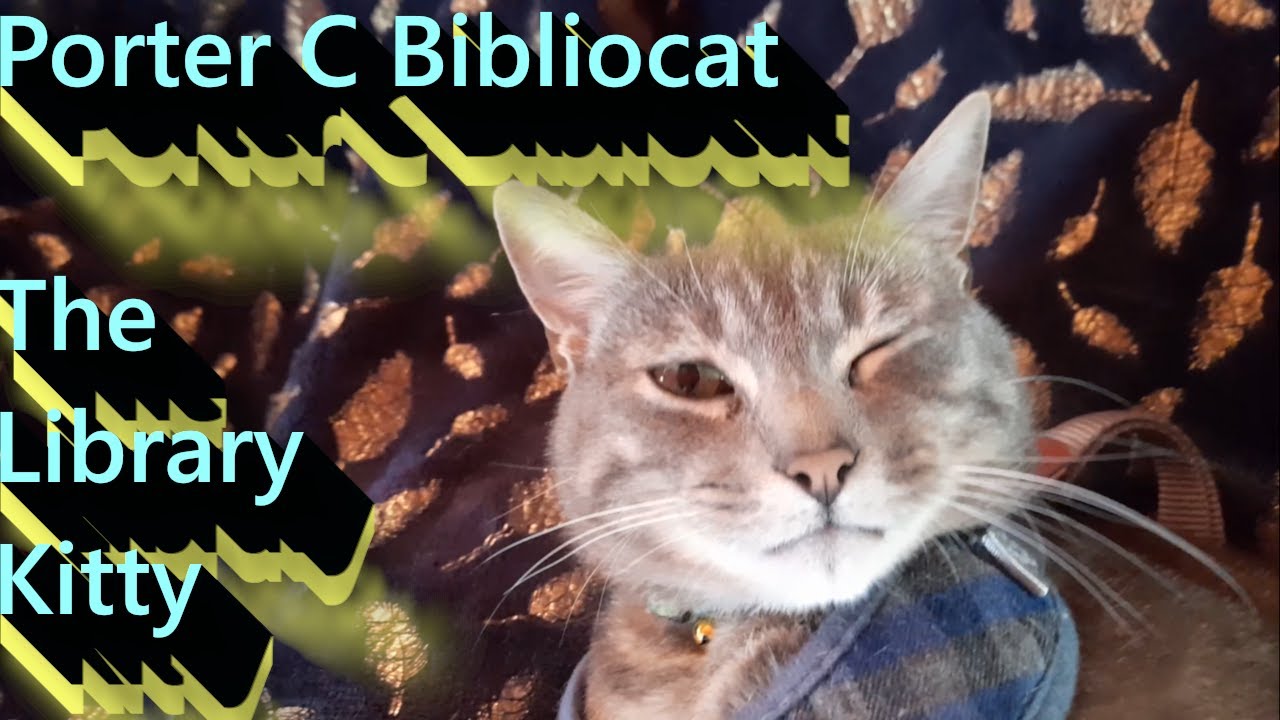 Porter C Bibliocat The Library Kitty - YouTube