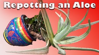 Repotting a Sad Aloe Plant