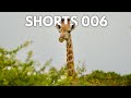 Giraffe&#39;s lunch goes down, then back up, then down #shorts