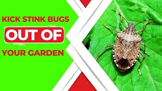 How To Get Rid Of Stink Bugs In Your Garden - Expert Solutions screenshot 4