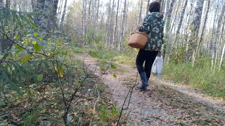 видео: Тихие  радости  сентябрьского леса... картинка: Тихие  радости  сентябрьского леса...
