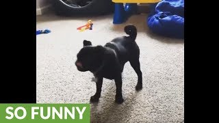 Pug obsessed with chasing his tail