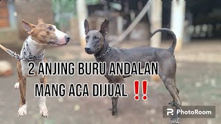 2 ANJING JAGOAN BURU MANG ACA MAU DIJUAL 8 JUTA ‼️ SI ROCKY ANAK SI ZORRO UDAH KENCENG KE BABINYA ‼️