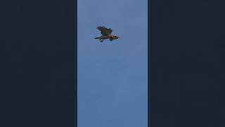 Red-tailed Hawk turns tail when American Crow gives chase