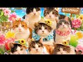 ゲリラ配信Neko marchie8 Cat′s home がライブ配信中!