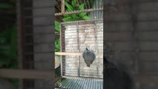 Srdc Gacor Santai Lagu Mp3 Dan Mp4 Video