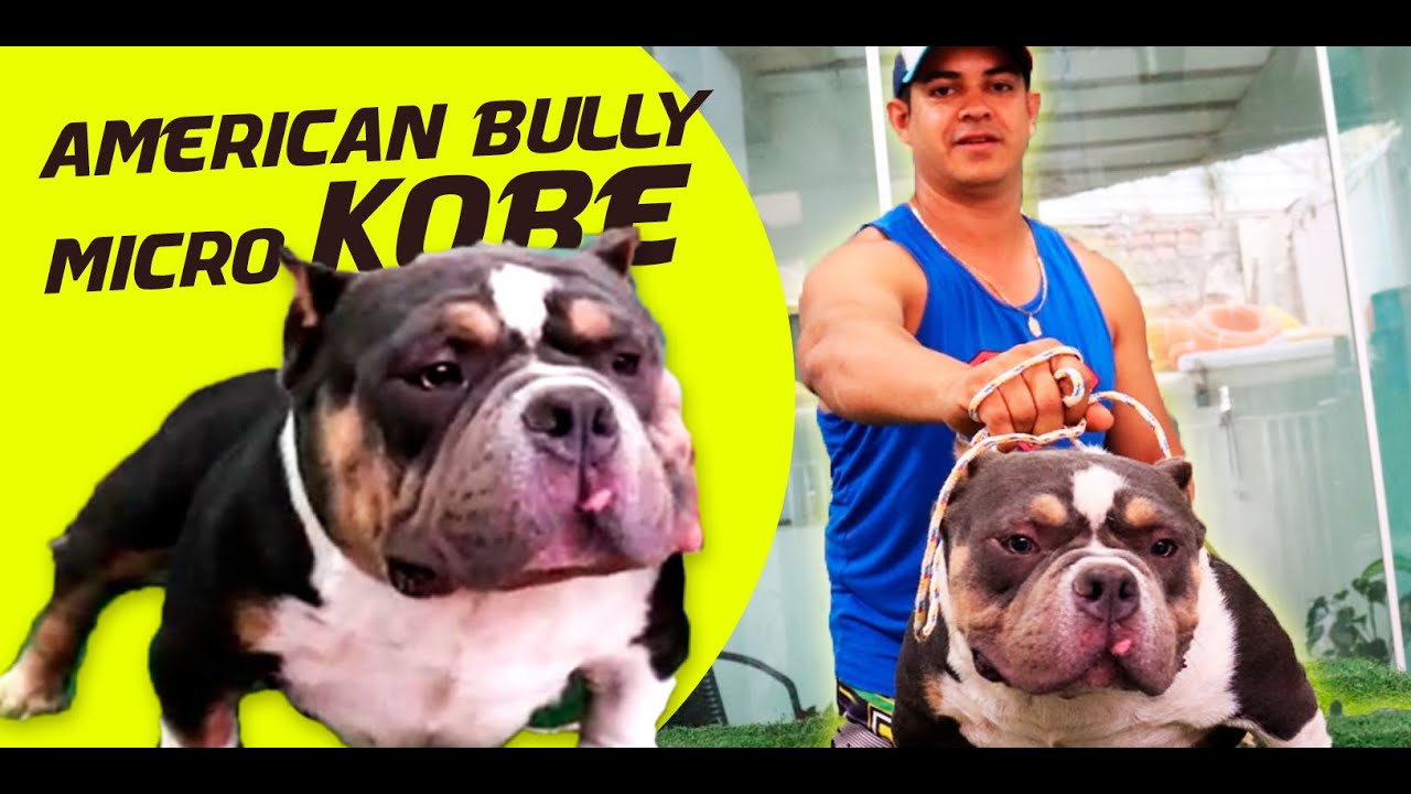 Problemas de saúde do american bully micro - MICRO BULLY